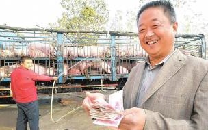 三百斤毛猪多少钱一斤请问现现在三百多斤的肥猪价格是多少 现在的猪价多少钱一斤